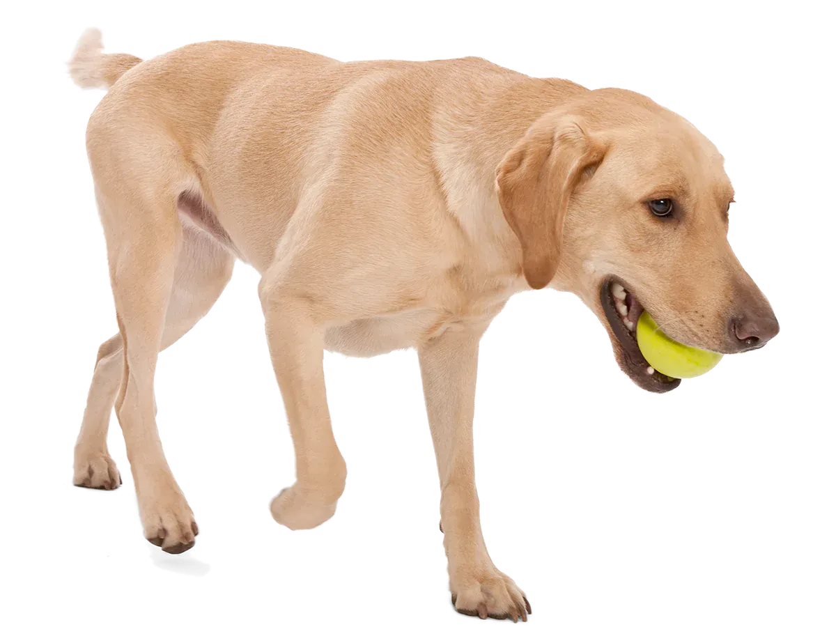 Toss and Fetch Dog toy, Zogoflex Jive